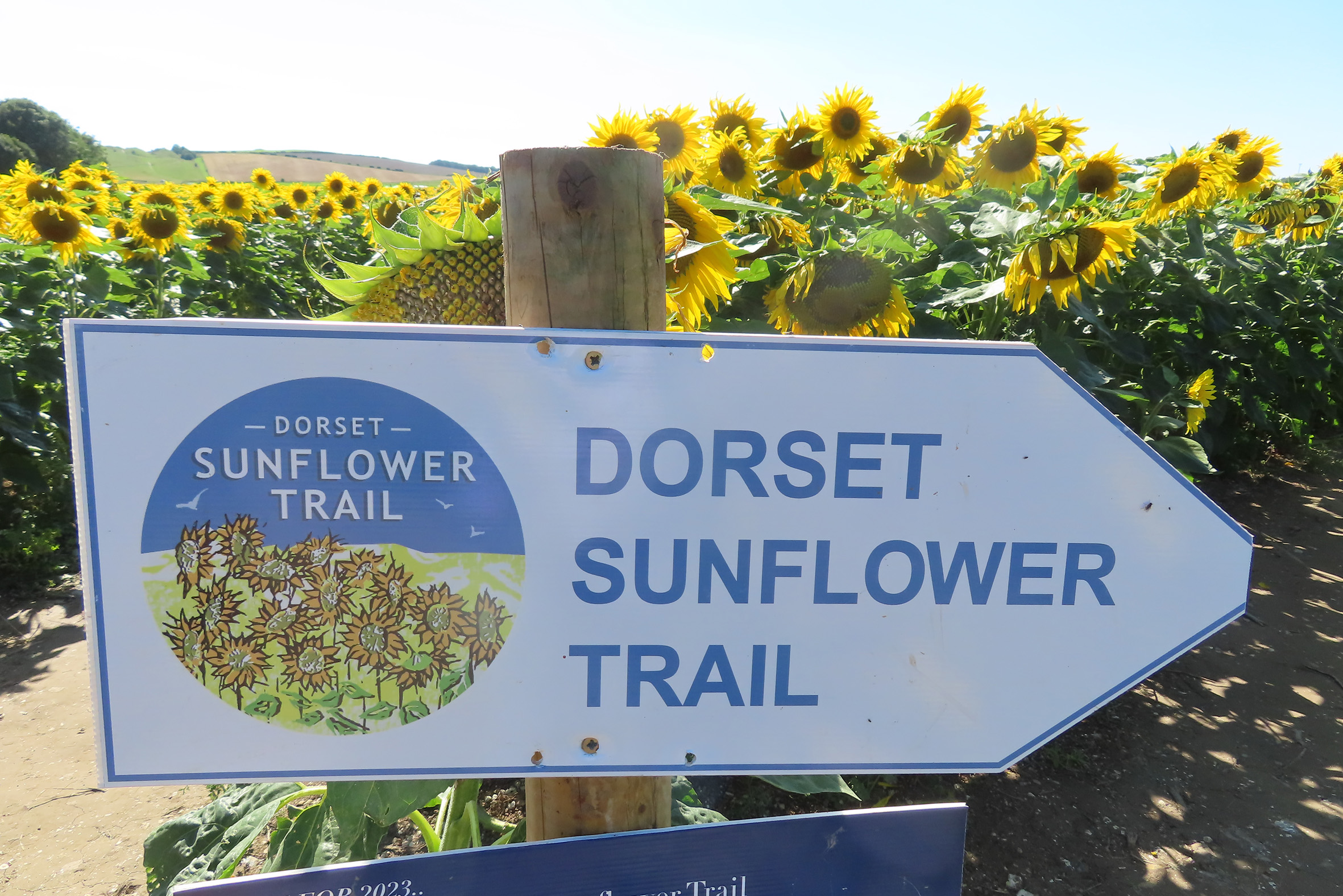 Dorset Sunflower Trail