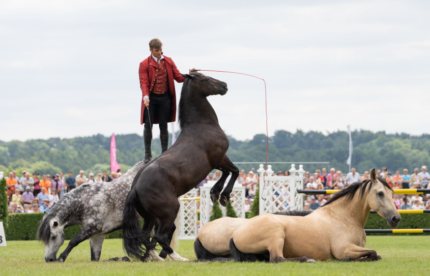 You may have seen these incredible horses flash across your TV screens whilst watching Poldark, Victoria or Peaky Blinders but now for the first time ever in Dorset, you can see them in real life at this year’s County Show on the 7th and 8th of September.