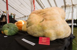 WHERE ELSE CAN YOU SEE A GIANT 1000LB PUMPKIN?